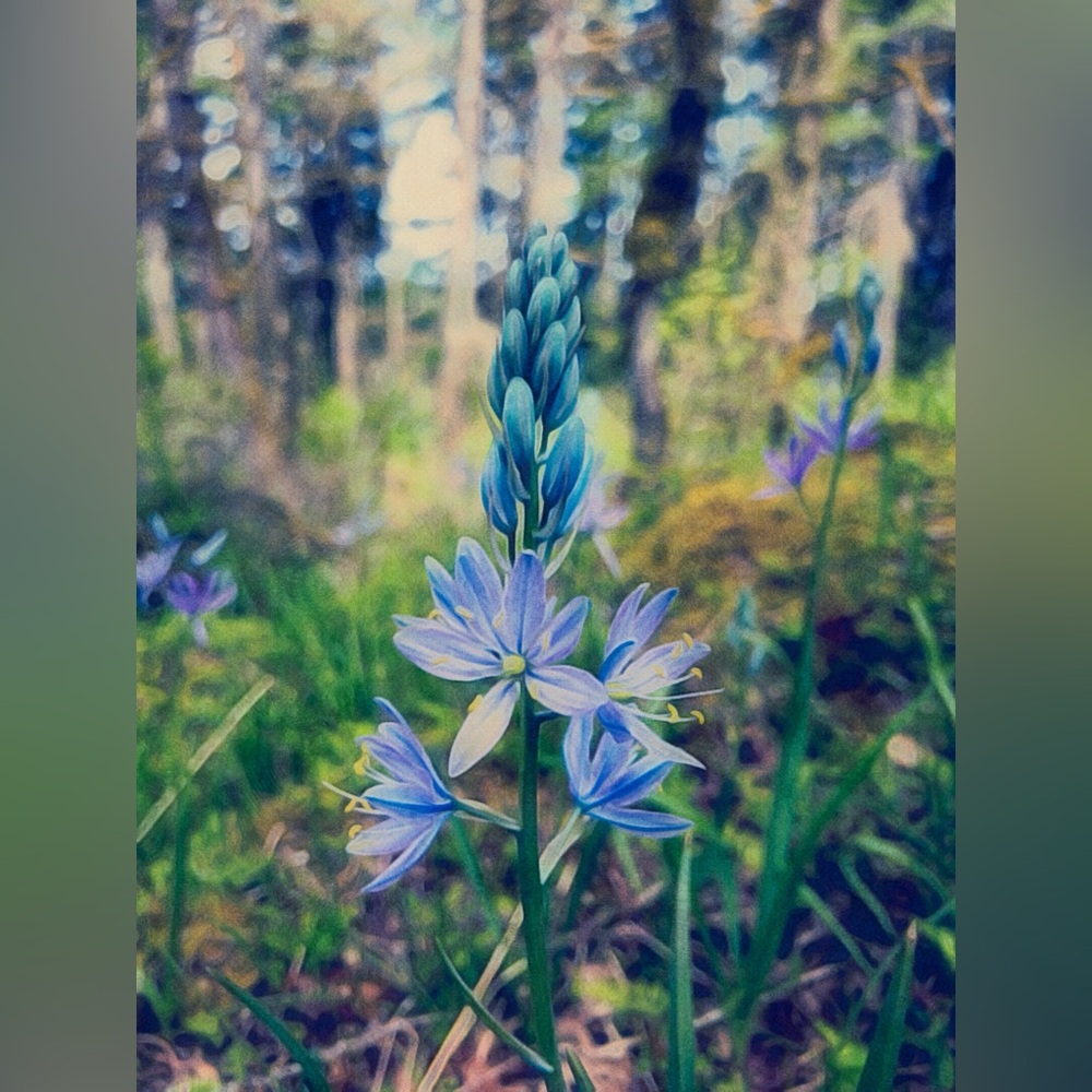 5x7 Purple Flower, Camas Lily  Photographic print, Original Photography